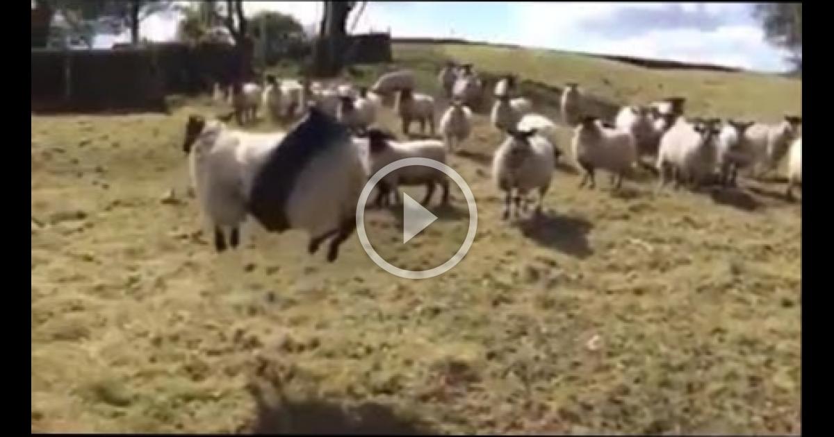 Sheep STUCK in a rope swing | Amazingworld